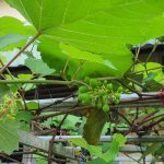 Komunitas Religius Komunitas Persaudaraan Yang Hidup