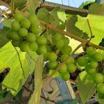 Hari Minggu Panggilan Sedunia ke 63