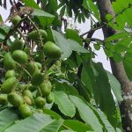 Paskah Mengasihi Secara Total